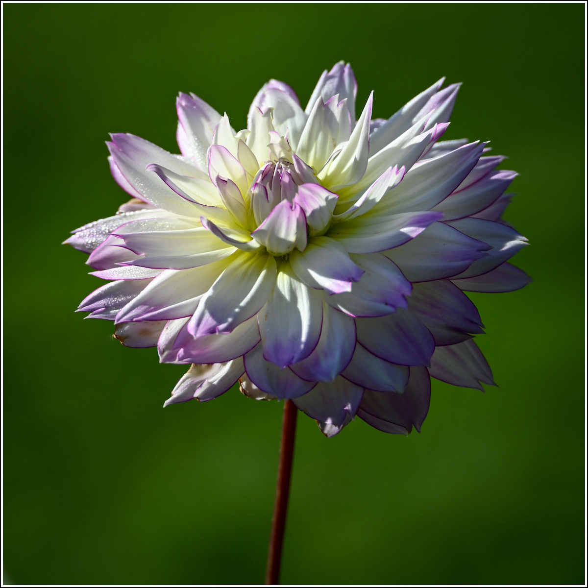 Warren Laura Dahlia in Morning Light Nature   Botanical   Class A 20251022